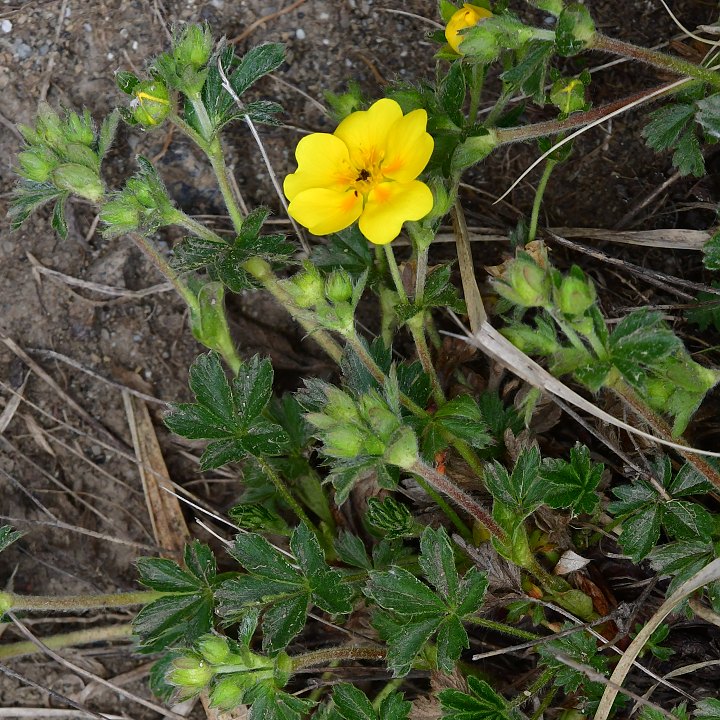 potentilla aurea / mochna zlat