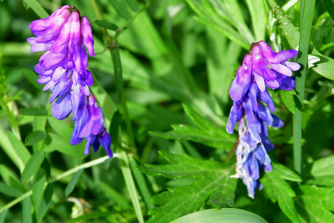 vicia cracca / vikev pta