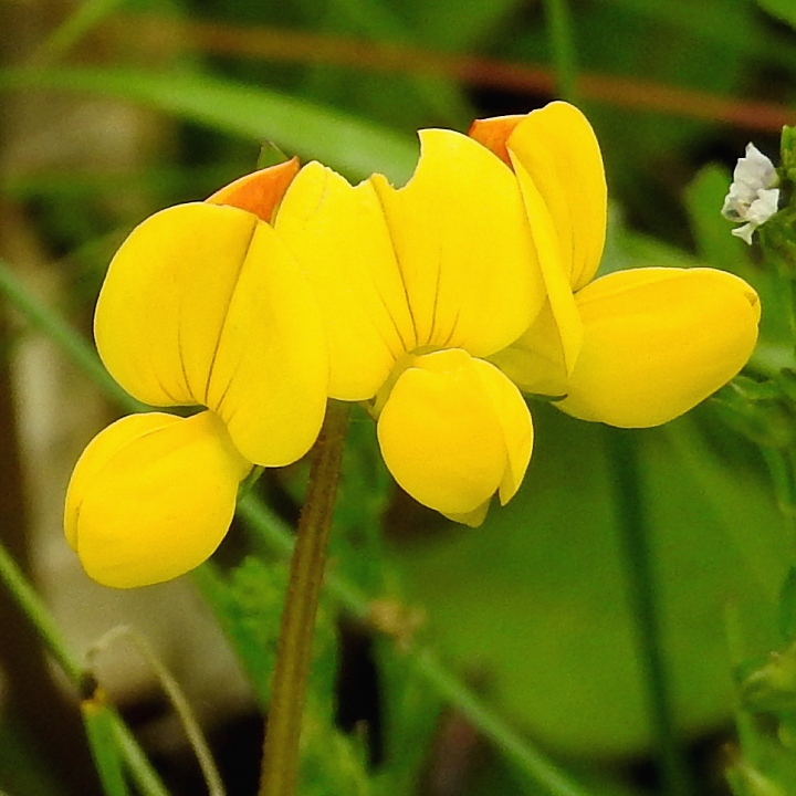 trovnk rkat / lotus corniculatus