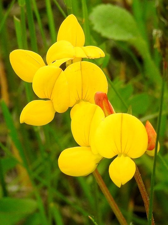 trovnk rkat / lotus corniculatus