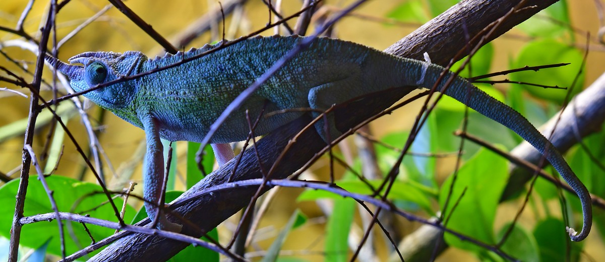 chameleon třírohý / trioceros jacksonii