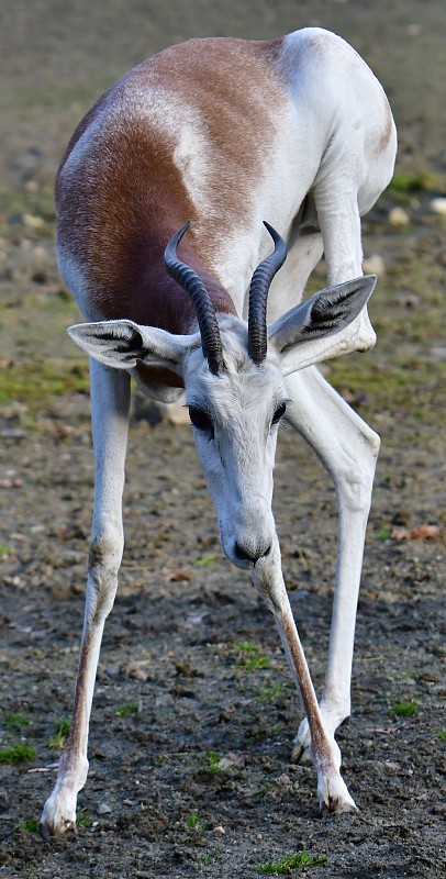 gazela ervenokrk / nanger dama ruficollis