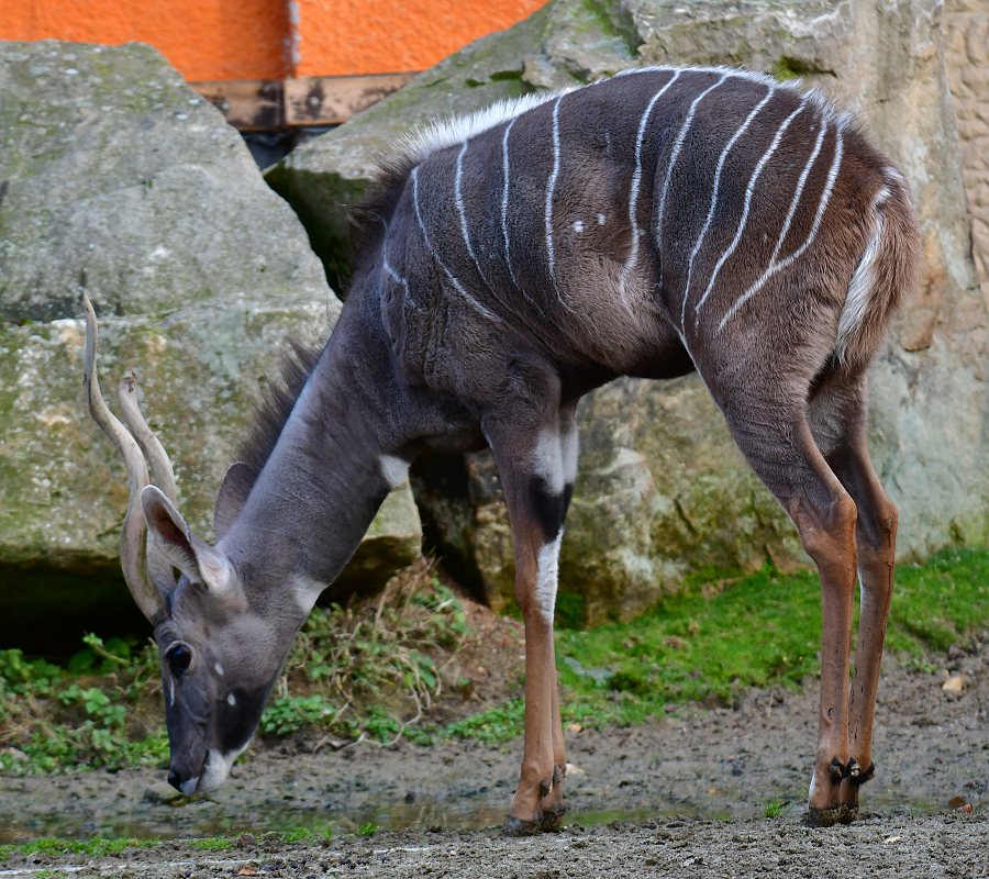 kudu mal ''australis'' / tragelaphus imberbis australis