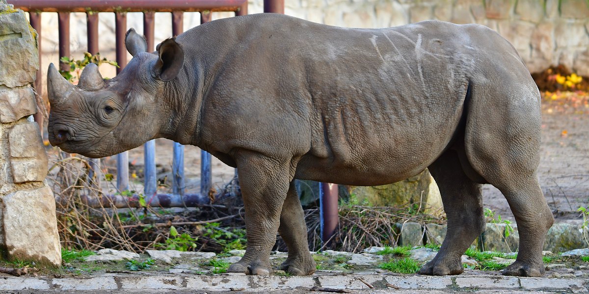 diceros bicornis michaeli / nosoroec dvouroh vchodn