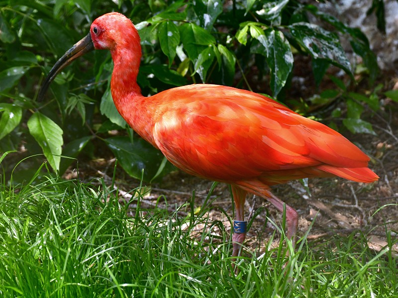 eudocimus ruber / ibis rud