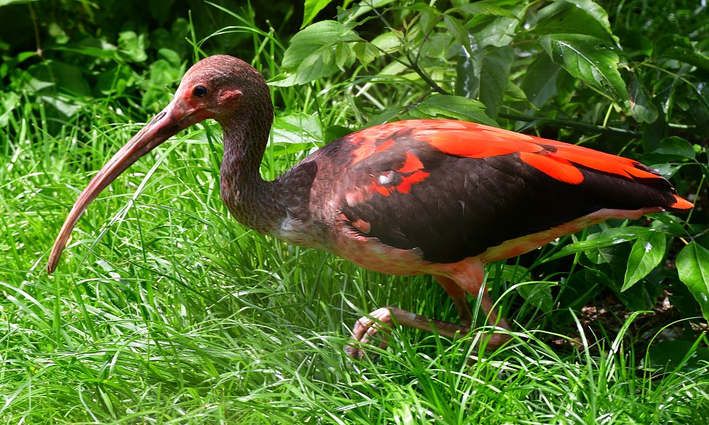 ibis rud / eudocimus ruber
