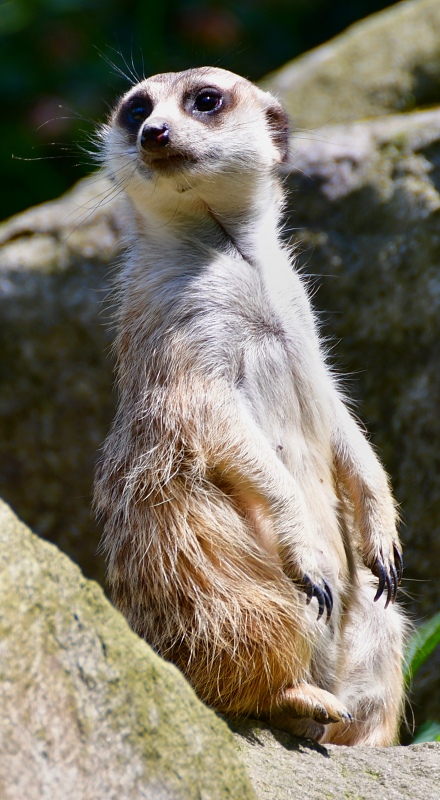 suricata suricatta / surikata hrabačka