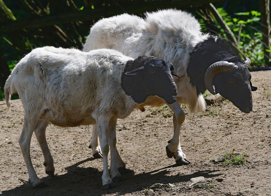 ovce somálská / ovis aries, 'Somali'