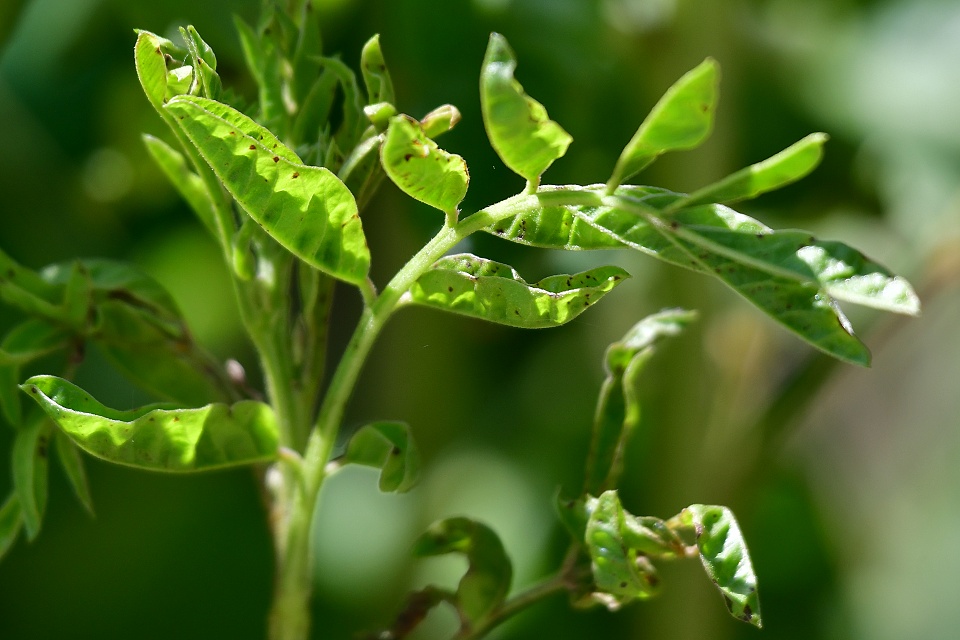 glycyrrhiza glabra / lkoice lys