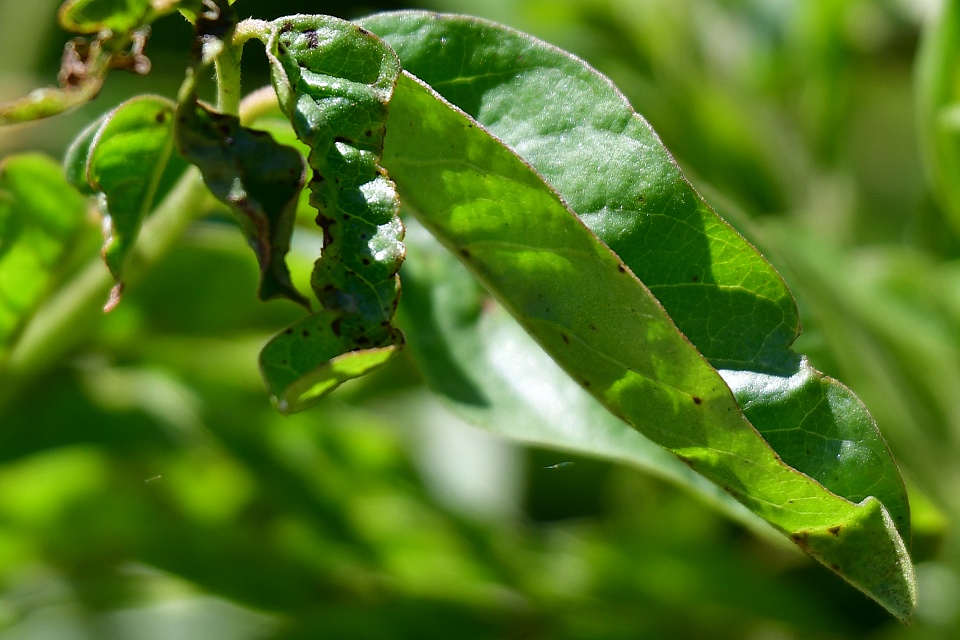 lkoice lys / glycyrrhiza glabra