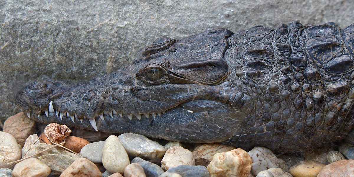 crocodylus mindorensis / krokodýl filipínský