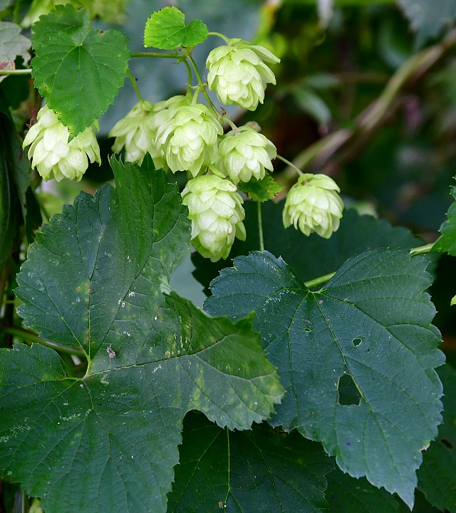 humulus lupulus / chmel otiv