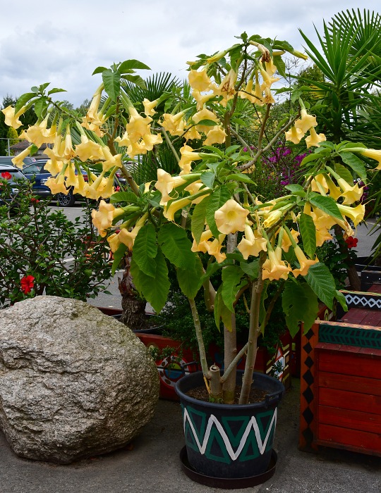 brugmansia versicolor / durmanovec mnohobarv