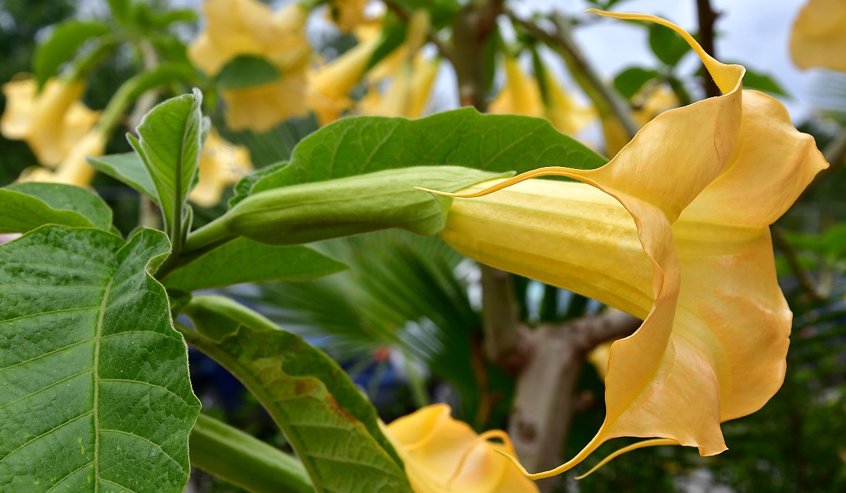 durmanovec mnohobarv / brugmansia versicolor