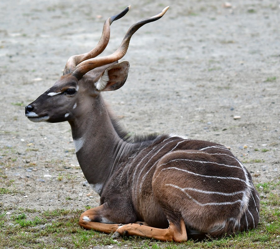 kudu mal ''australis'' / tragelaphus imberbis australis