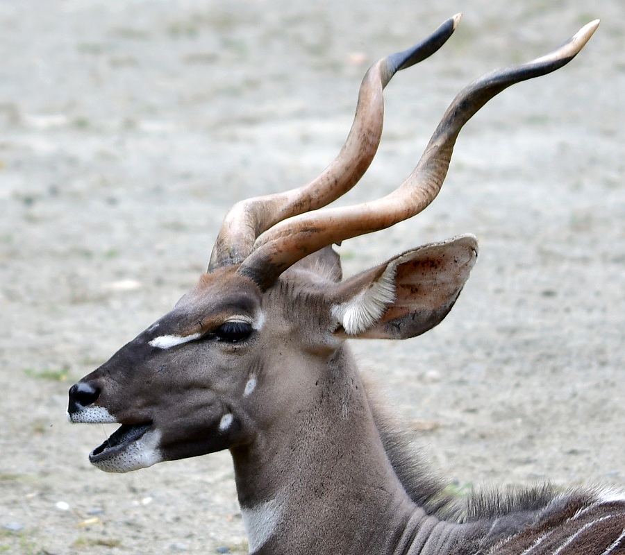 kudu mal ''australis'' / tragelaphus imberbis australis