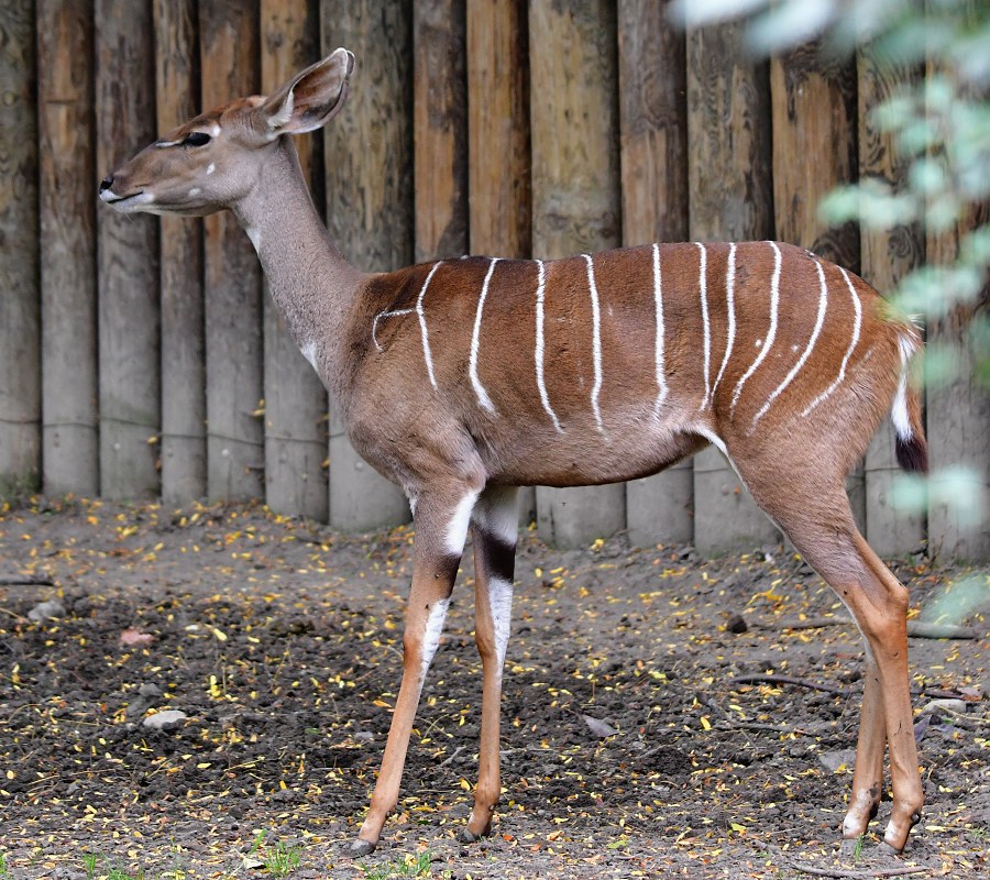 kudu mal ''australis'' / tragelaphus imberbis australis