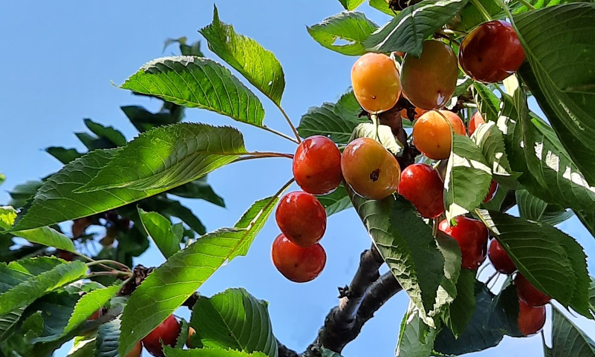 prunus avium / tee obecn