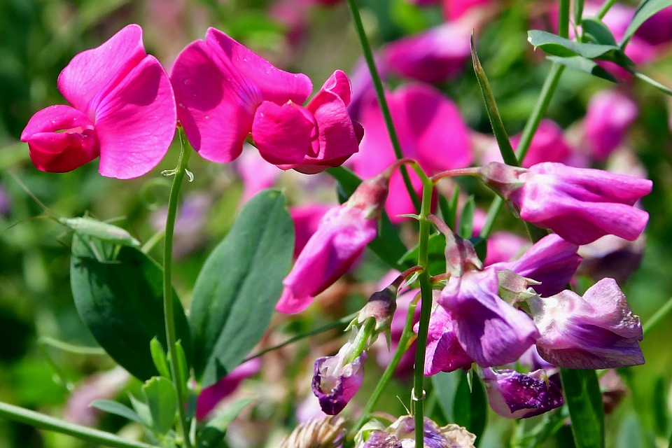 lathyrus tuberosus / hrachor hlznat