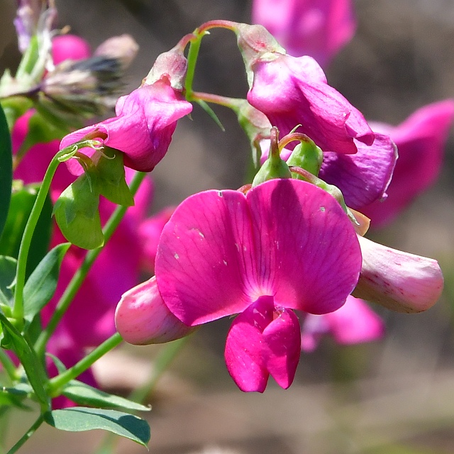 lathyrus tuberosus / hrachor hlznat