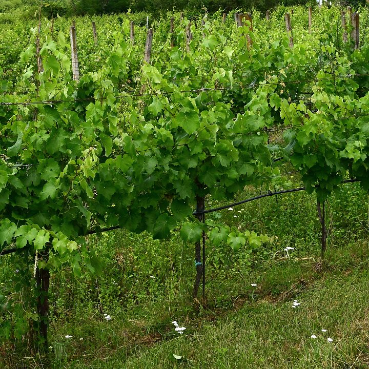 rva prav / vitis vinifera vinifera