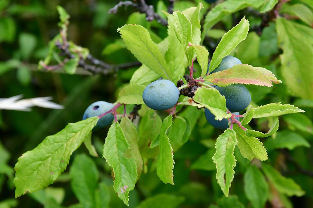 prunus spinosa / trnka obecn