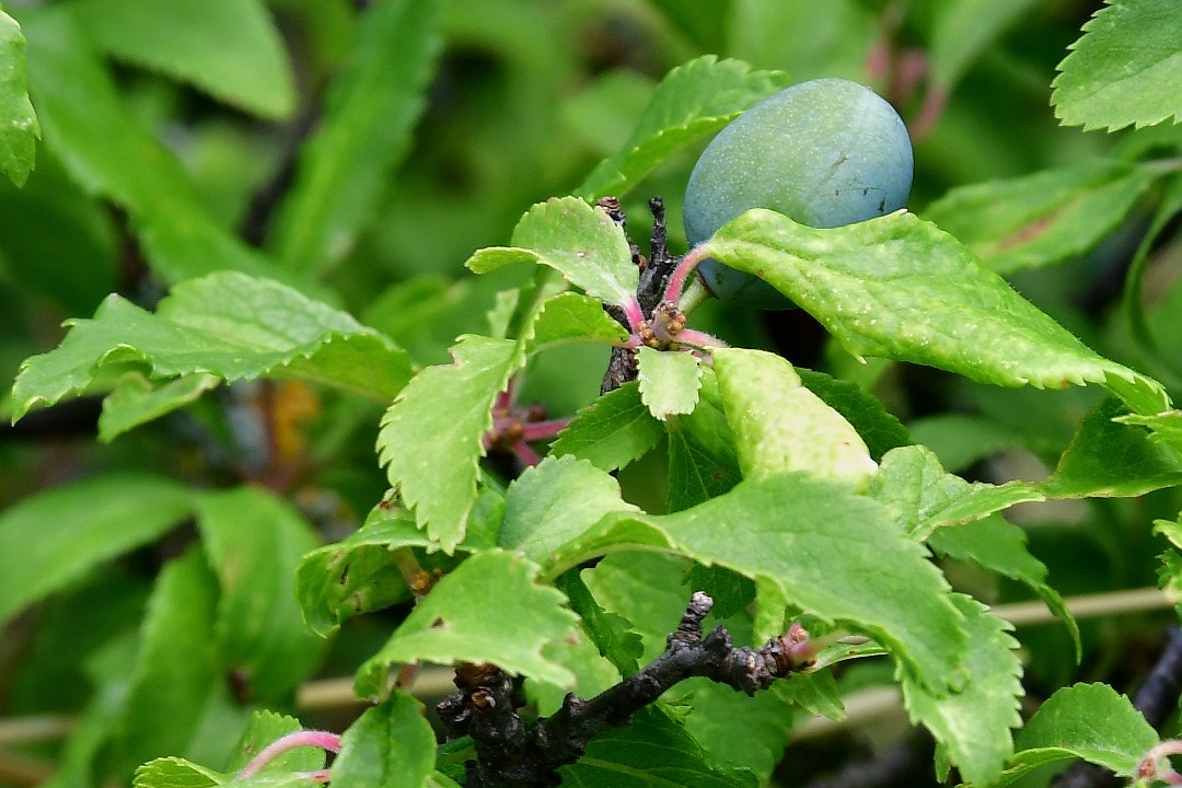 prunus spinosa / trnka obecn