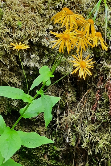 kamzink rakousk / doronicum austriacum