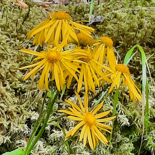 kamzink rakousk / doronicum austriacum