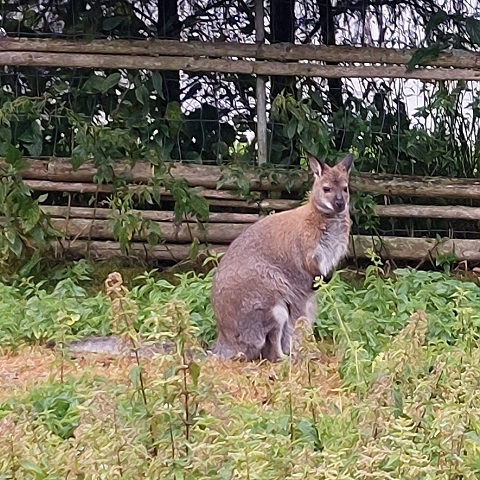 klokan Bennettv / macropus bennetti