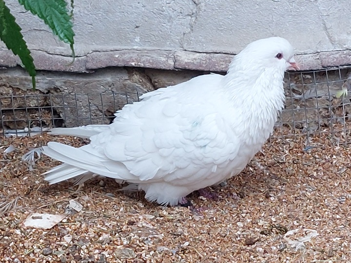 holub kalifornsk / columba livia domestica, ''Californian''