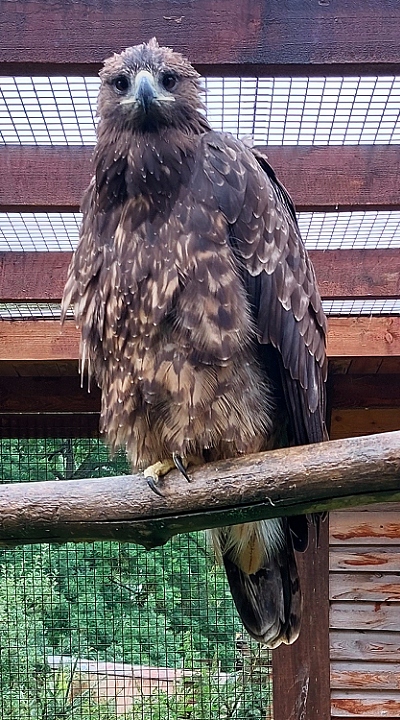 orel skaln / aquila chrysaetos