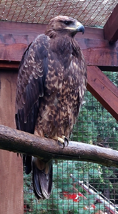 orel skaln / aquila chrysaetos