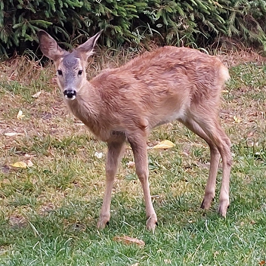 srnec evropsk / capreolus capreolus capreolus