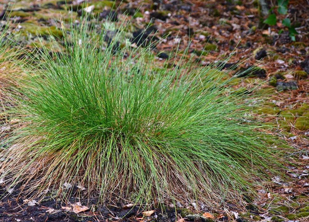 suchopr pochvat / eriophorum vaginatum