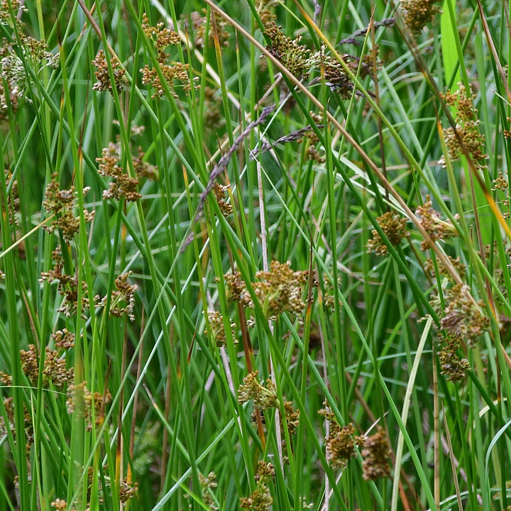 stina rozkladit / juncus effusus effusus