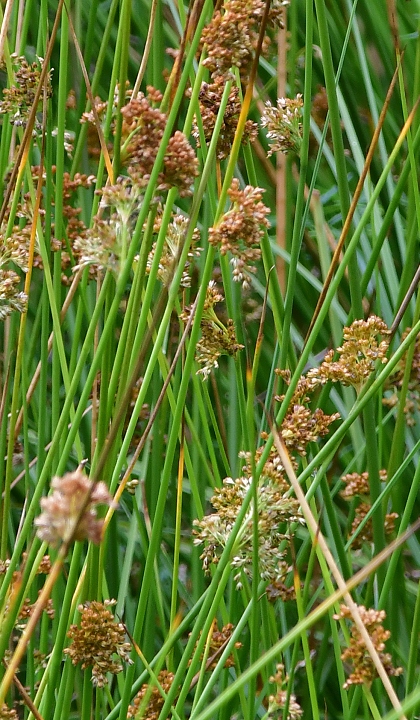 stina rozkladit / juncus effusus effusus