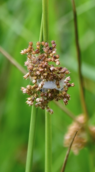 stina rozkladit / juncus effusus effusus