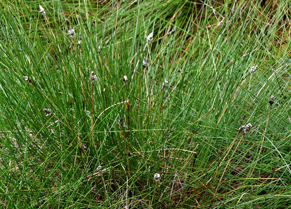 eriophorum vaginatum / suchopr pochvat