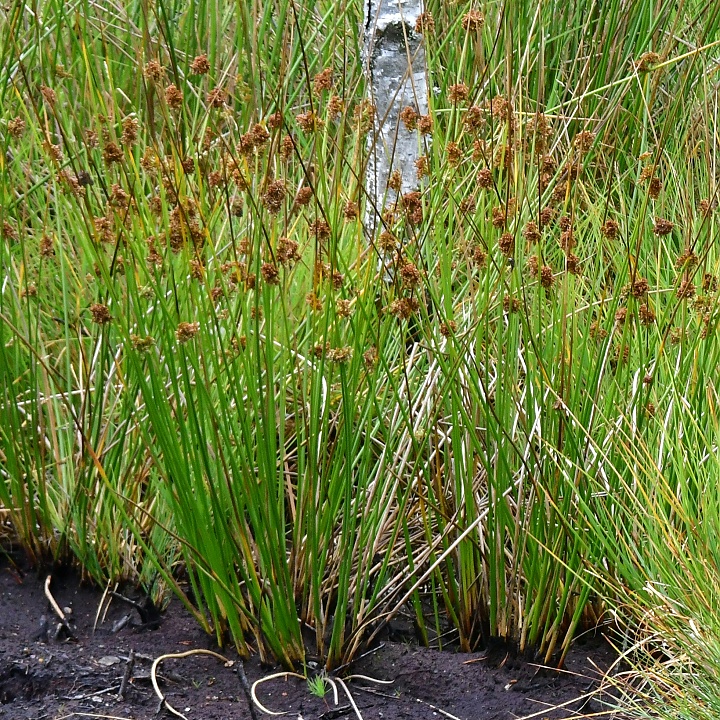 stina rozkladit / juncus effusus effusus