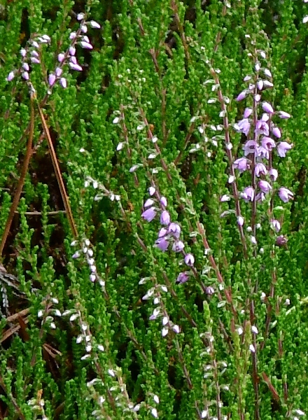 ves obecn / calluna vulgaris