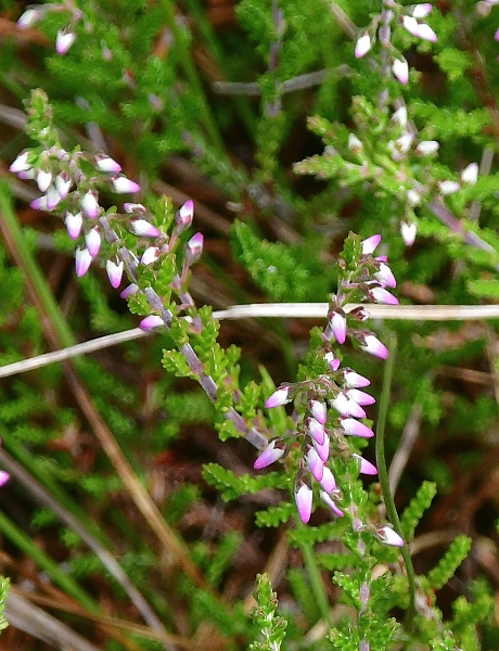 ves obecn / calluna vulgaris