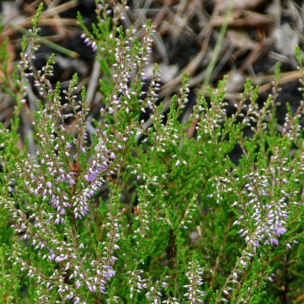 ves obecn / calluna vulgaris