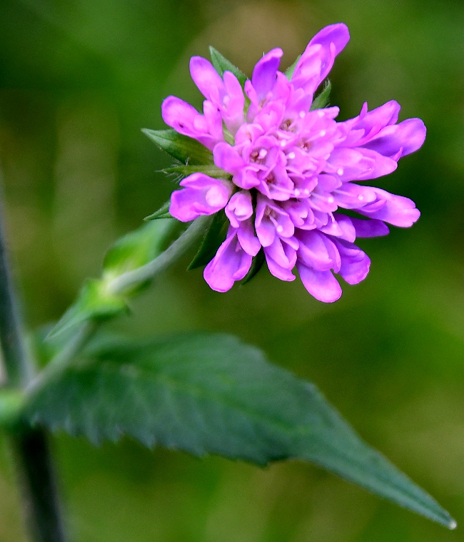 chrastavec lesn / knautia dipsacifolia