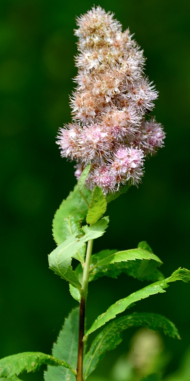 tavolnk vrbolist / spiraea salicifolia