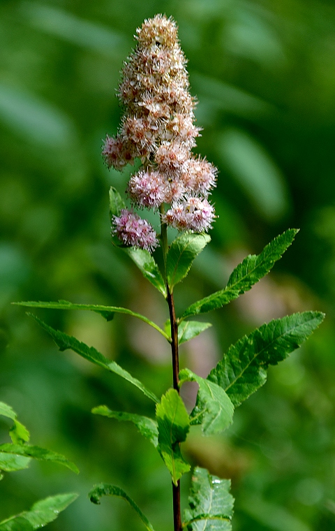 tavolnk vrbolist / spiraea salicifolia