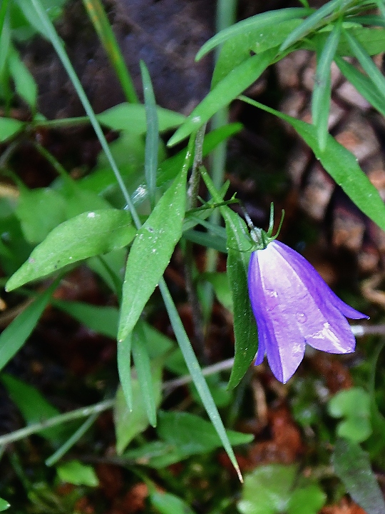 campanula rotundifolia rotundifolia / zvonek okrouhlolist prav