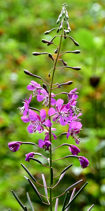 vrbovka zkolist / epilobium angustifolium