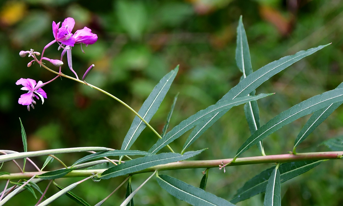 vrbovka zkolist / epilobium angustifolium