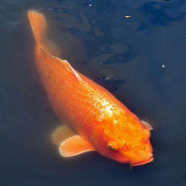 kapr koi / cyprinus rubrofuscus koi